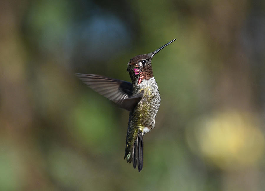 Hummingbird Kaleidoscope #1 Photograph by Fraida Gutovich