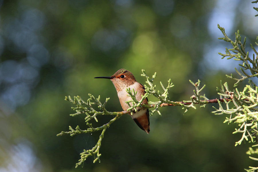 Hummingbird Photograph - Hummingbird on a Branch #1 by Diana Haronis