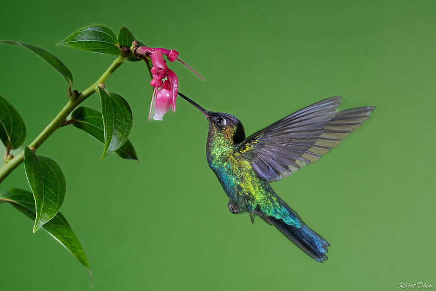 Hummingbird Photograph - Hummingbird #1 by Rajat Dhesi