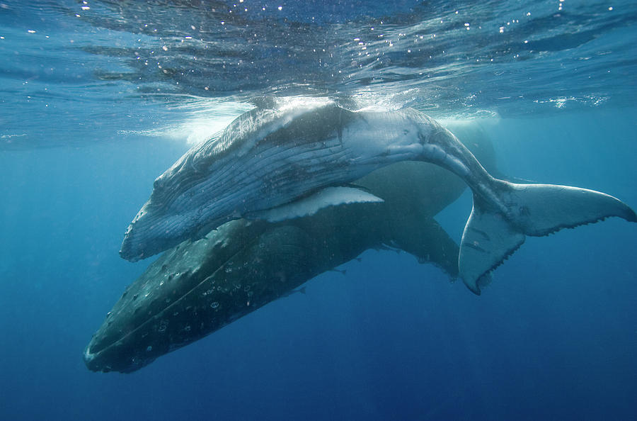 Humpback Mother And Calf #1 Photograph by Scott Portelli