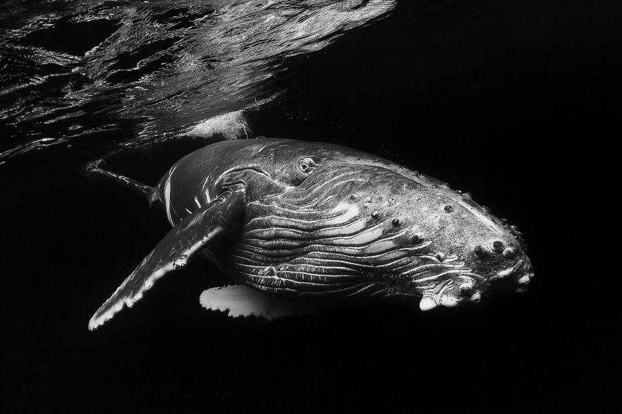 Humpback Whale Calf #1 Photograph by Barathieu Gabriel