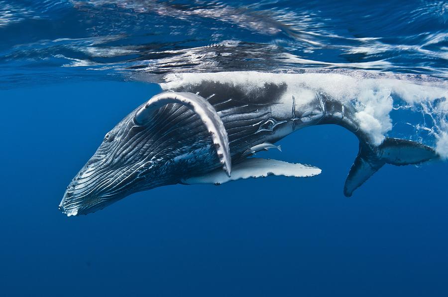 Humpback Whale Calf,  Reunion Island #1 Photograph by Cdric Pneau