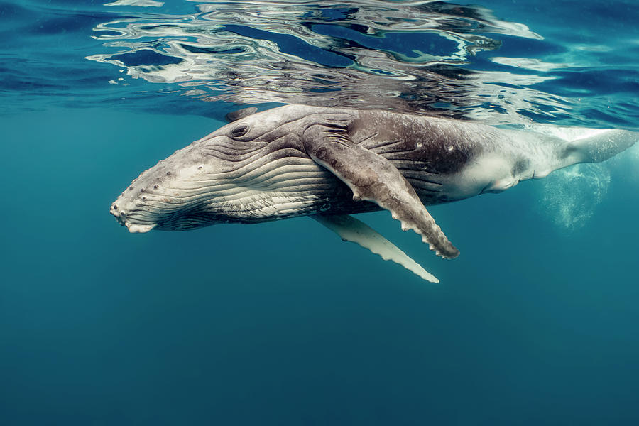 Humpback Whale Calf, Tonga #1 Photograph by Tui De Roy