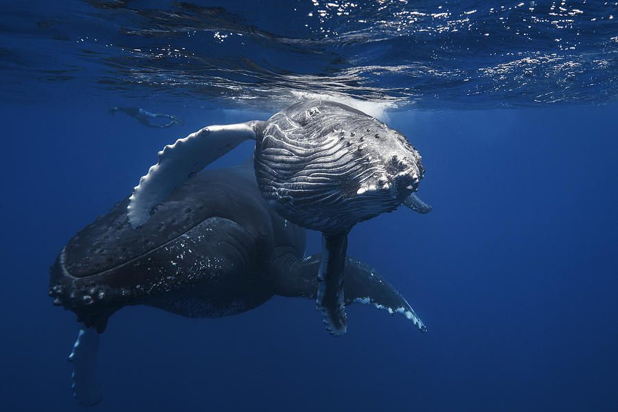 Whale Photograph - Humpback Whale Family #1 by Barathieu Gabriel