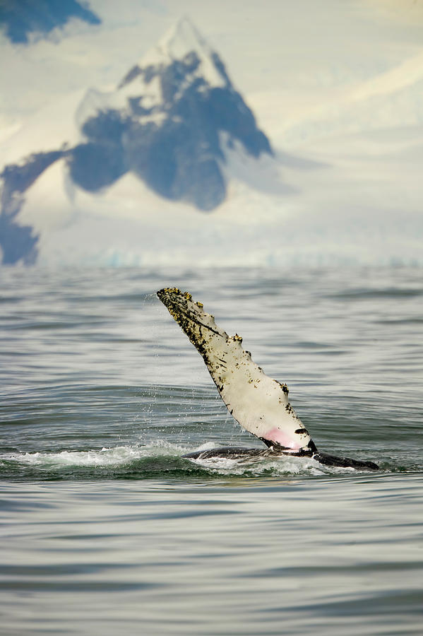 Humpback Whale, Grandidier Passage #1 Photograph by Eastcott Momatiuk