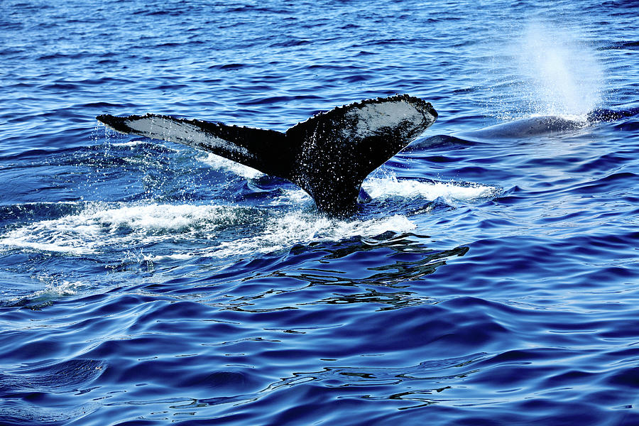 Humpback Whale #1 Photograph by Lisa Cranshaw