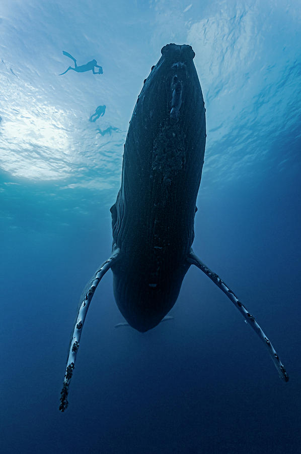 Humpback Whale Megaptera Novaeangliae #1 Photograph by Bruce Shafer