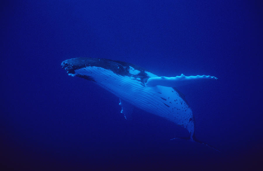 Humpback Whale, Megaptera Novaeangliae Photograph by Gerard Soury