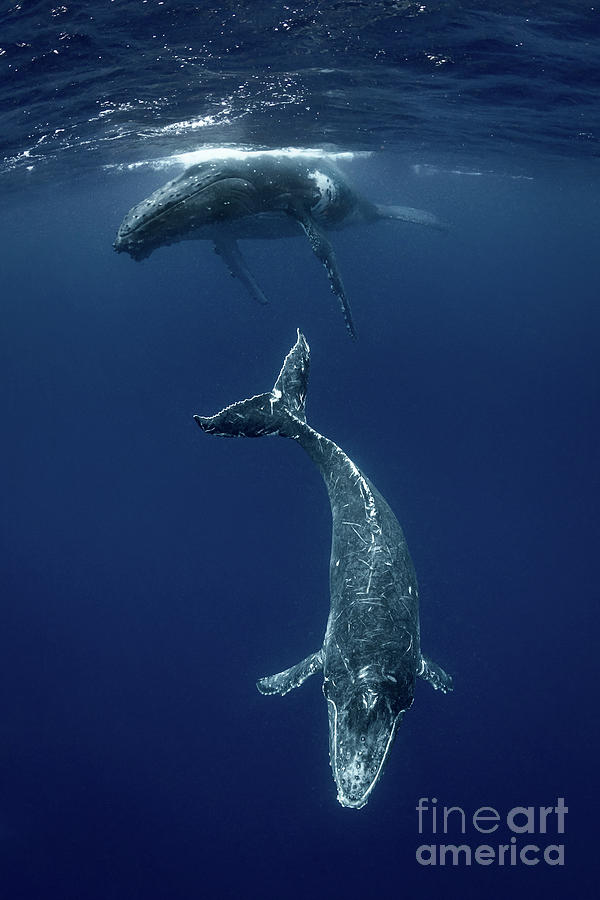 Humpback Whale Megaptera Novaeangliae by Steve Woods Photography