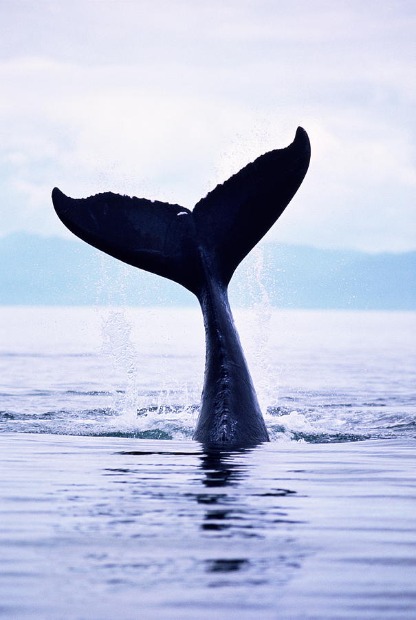 Humpback Whale Megaptera Novaeangliae #1 Photograph by Stuart Westmorland