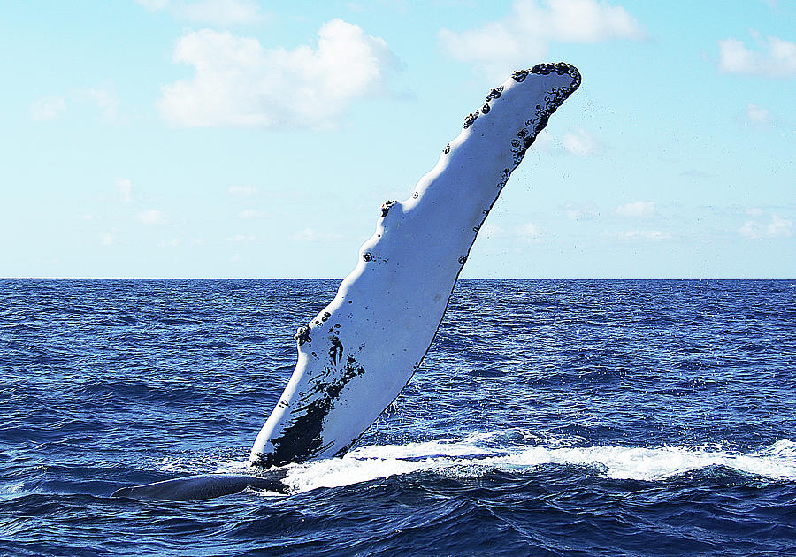 Humpback Whale, Pectoral Fin #1 Photograph by Sallyrango