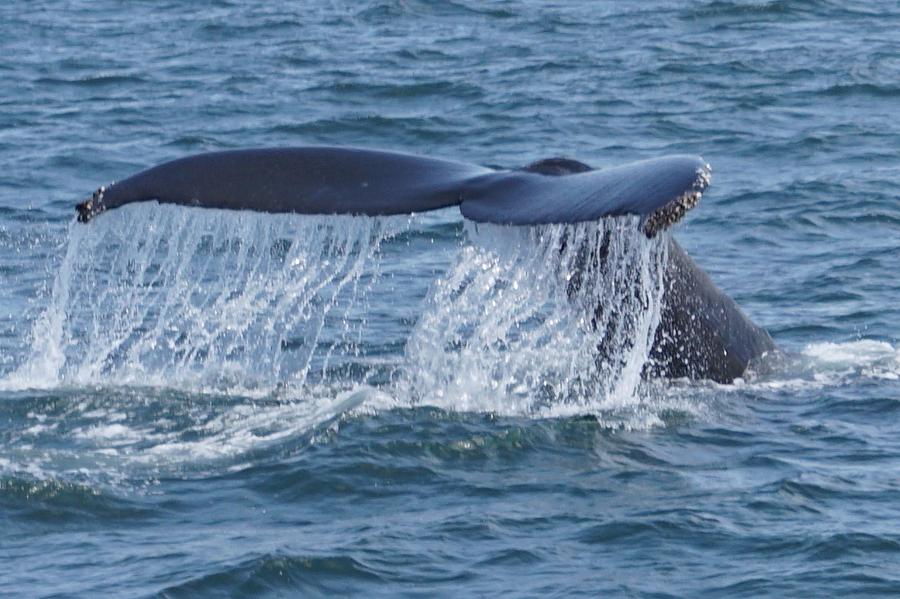 Humpback Whale Tail Photograph by Erica Wolff - Fine Art America