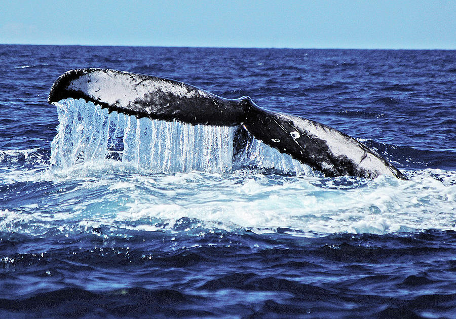 Humpback Whale Tail Slapping #1 Photograph by Sallyrango