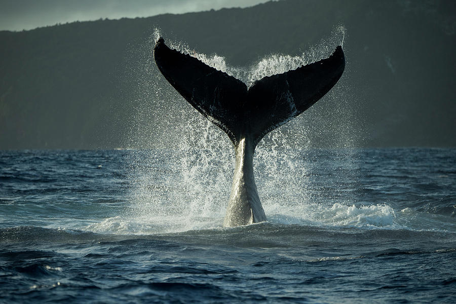 Humpback Whale Tail Slapping Photograph by Tui De Roy Humpback Whale Tail Slapping Photograph by Tui De Roy