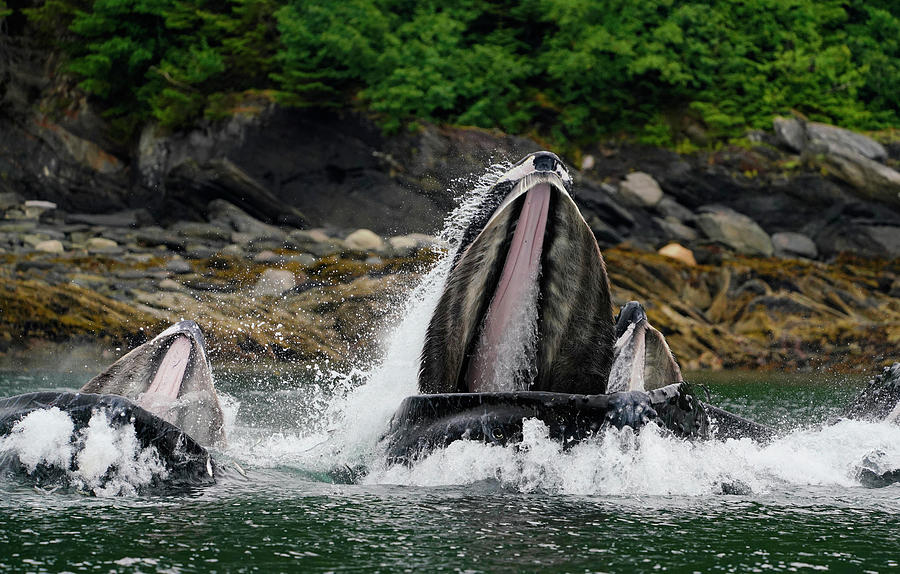 Humpback Whales Gulp Feeding #1 Photograph by Hiroya Minakuchi