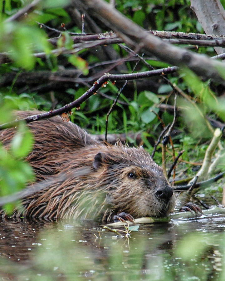 Hungry Beaver Photograph by Chaz Noles - Fine Art America