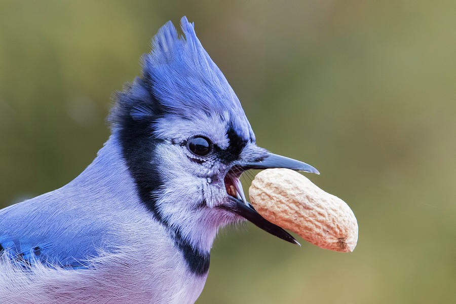 Hungry Bird #1 Photograph by Mircea Costina Photography