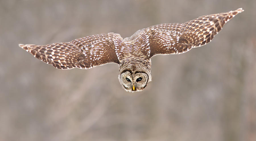 Owl Photograph - Hunting Barred Owl #1 by Mircea Costina
