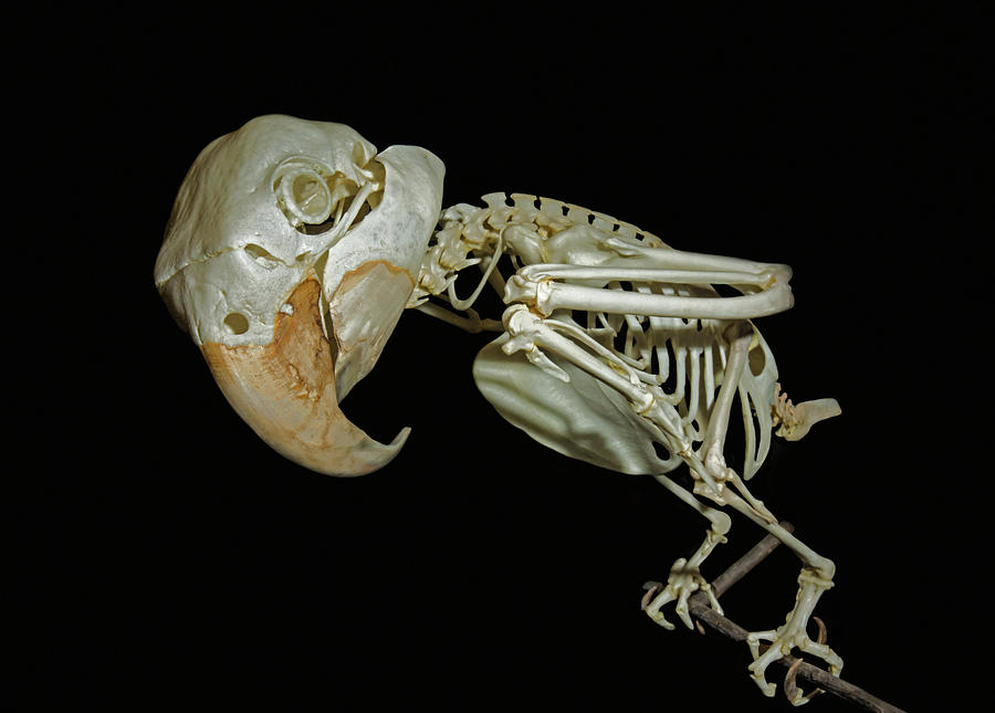 Hyacinth Macaw Skeleton #1 Photograph by Millard H. Sharp
