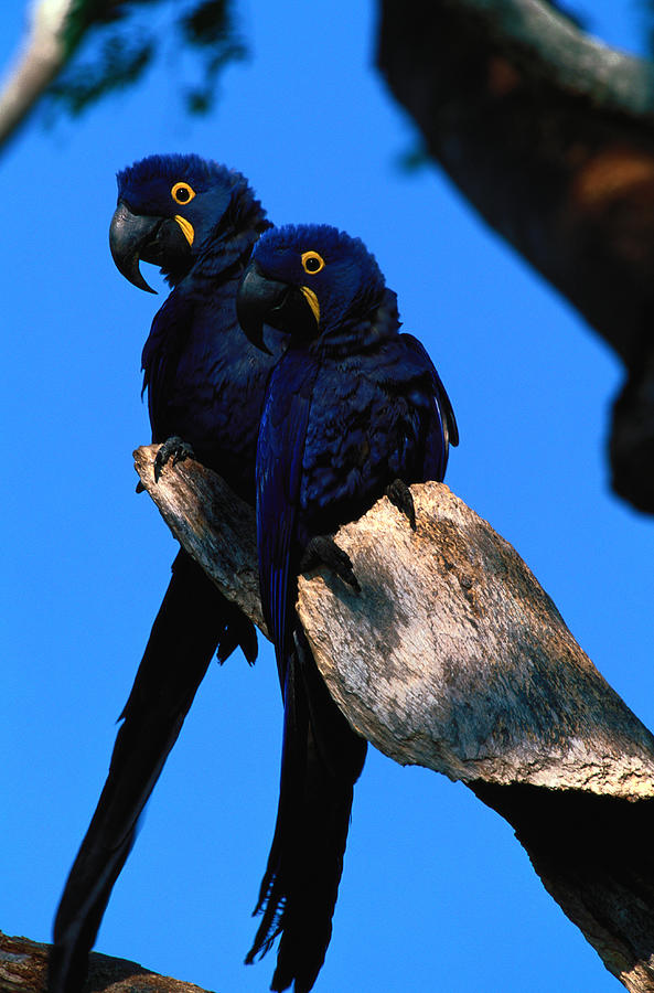 Hyacinth Macaws Anodorhynchus #1 Photograph by Art Wolfe