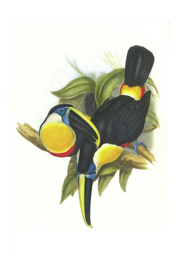Hybrid Toucan #1 Painting by John Gould