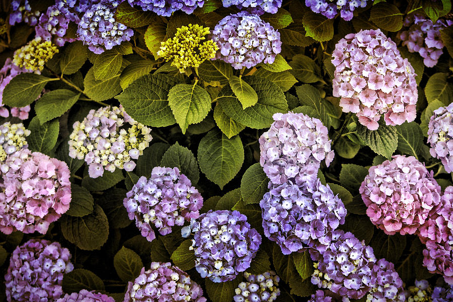 Hydrangeas #1 Photograph by Bonnie Bruno