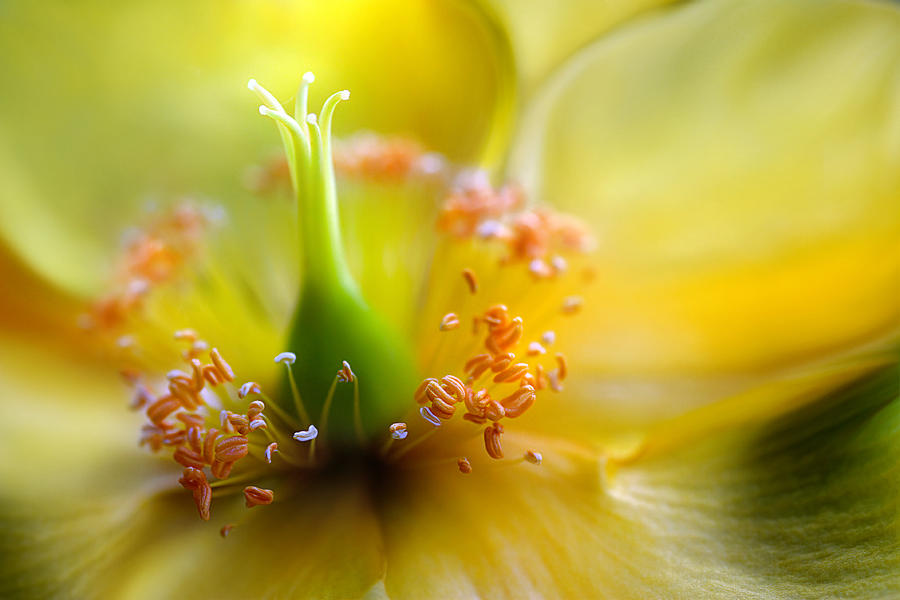 Hypericum #1 Photograph by Mandy Disher