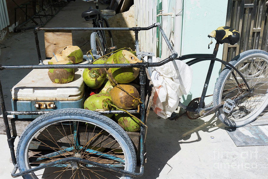 Ice Cold Coconuts and Rum by Randall Saltys Ice Cold Coconuts and Rum by Randall Saltys