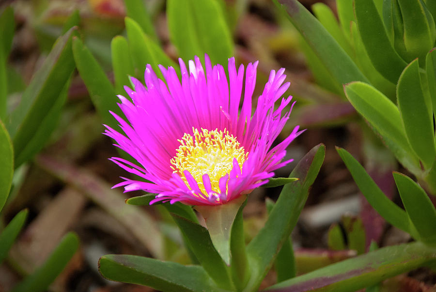 Ice Plant Flower Photograph By Etiebia Ncho Abbas Effendi