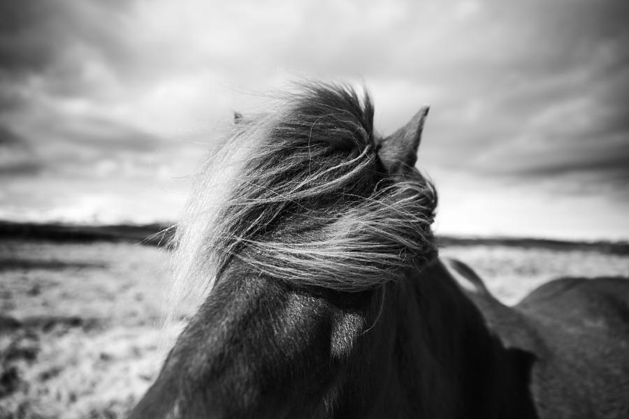 Horse Photograph - Iceland #1 by Liesbeth Van Der Werf
