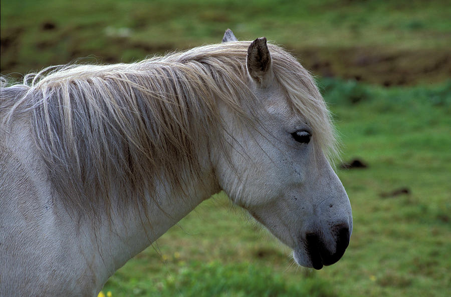 Iceland, Pony Near Skalholt #1 Digital Art by Heeb Photos