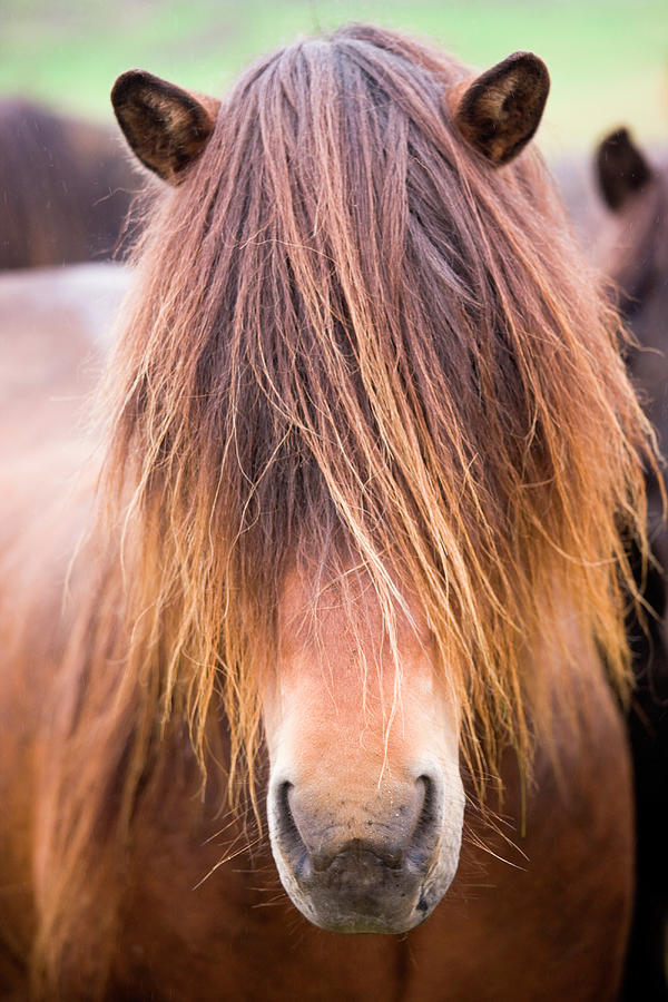 Icelandic Horse, Iceland #1 Photograph by Mint Images/ Art Wolfe