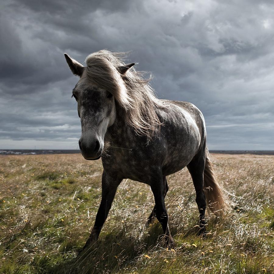 Icelandic Horse #1 Photograph by Johann S. Karlsson