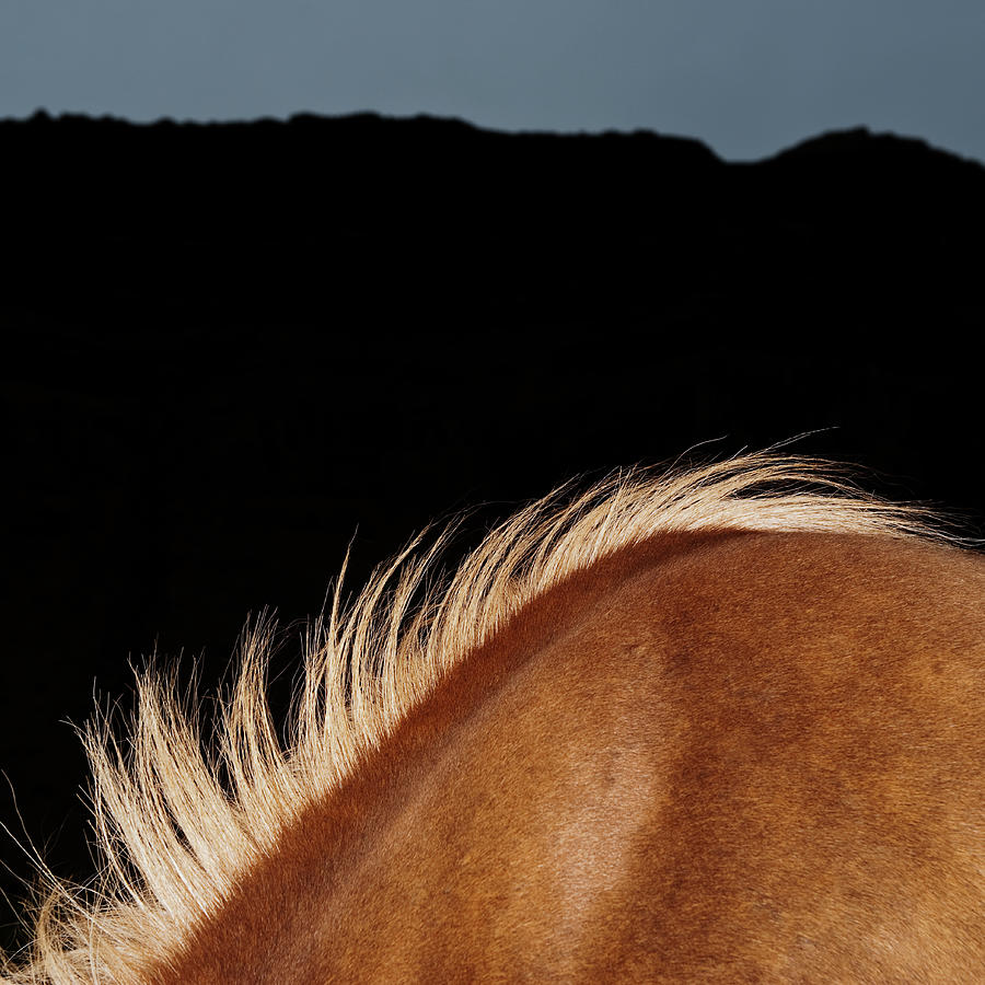Icelandic Horse #1 Photograph by Roine Magnusson