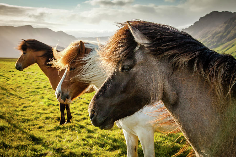 Icelandic Horses Photograph by Peter OReilly