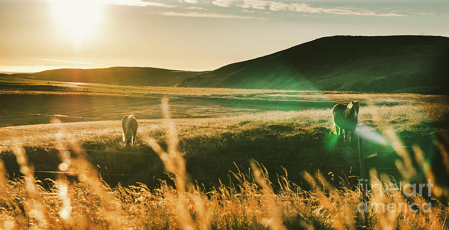 Icelandic landscapes, sunset in a meadow with horses grazing  backlight #1 Photograph by Joaquin Corbalan