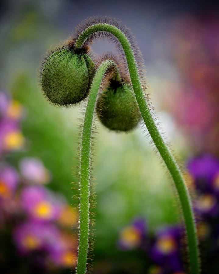 Icelandic Poppies by John Rodrigues Icelandic Poppies by John Rodrigues