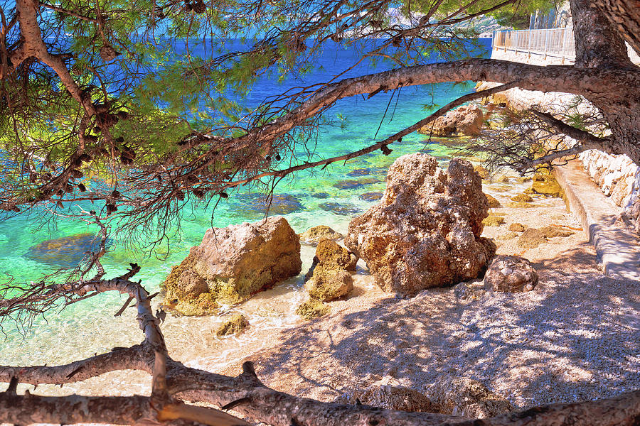 Idyllic turquoise beach view through pine tree in Makarska rivie #1 Photograph by Brch Photography