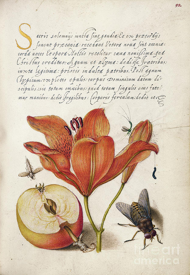 Illuminated Calligraphic Manuscript Photograph by The Getty/science