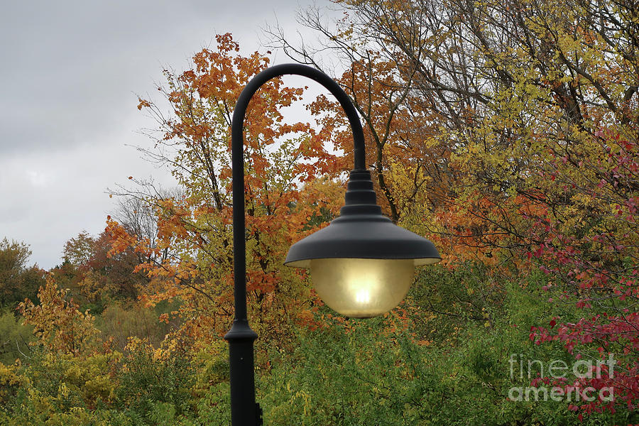 Illumining Autumn #2 Photograph by Ann Horn