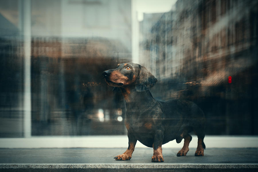 Dog Photograph - Illusion #1 by Heike Willers