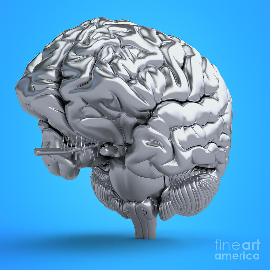 Abstract Photograph - Illustration Of A Brain #1 by Sebastian Kaulitzki/science Photo Library
