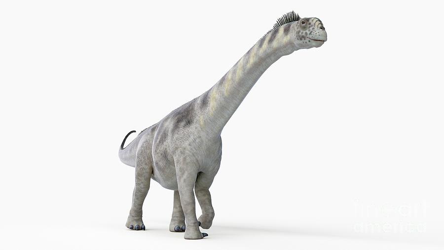 Illustration Of A Camarasaurus #1 Photograph by Sebastian Kaulitzki/science Photo Library