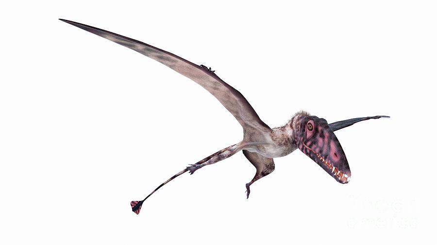 Illustration Of A Dimorphodon #1 Photograph by Sebastian Kaulitzki/science Photo Library