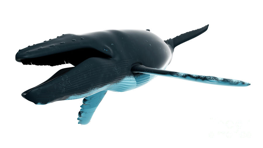 Wildlife Photograph - Illustration Of A Humpback Whale #1 by Sebastian Kaulitzki/science Photo Library