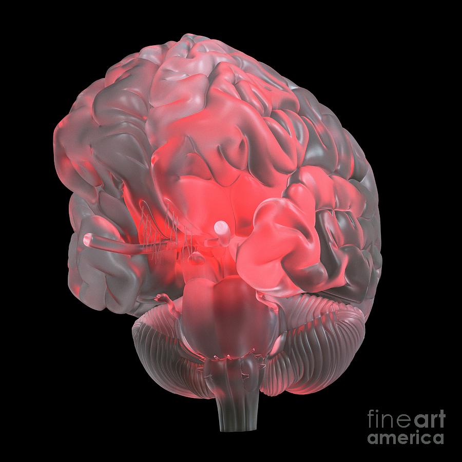 Illustration Of A Red Glowing Glass Brain Photograph By Sebastian ...