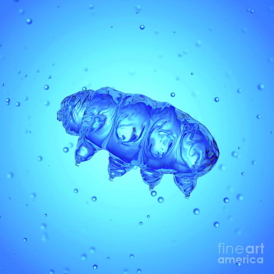 Illustration Of A Water Bear Photograph by Sebastian Kaulitzki/science