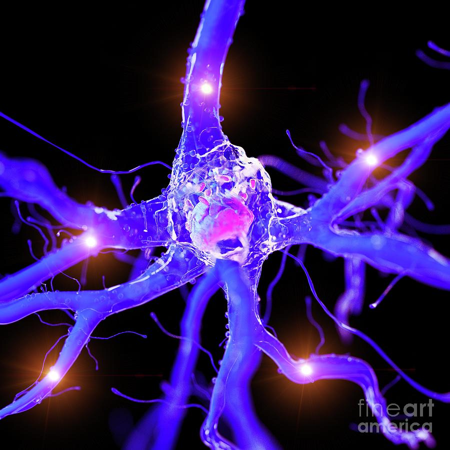 Illustration Of An Active Nerve Cell #1 Photograph by Sebastian Kaulitzki/science Photo Library