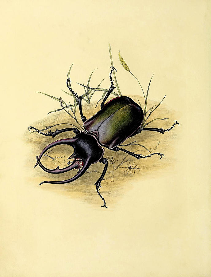 Illustration Of An Atlas Beetle #1 Painting by Science Source