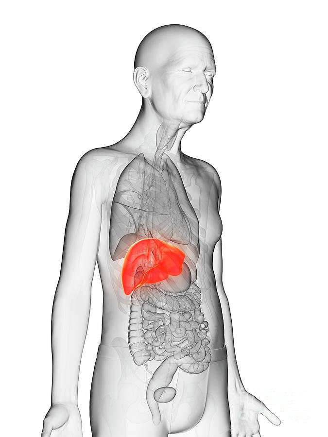 Illustration Of An Elderly Man's Liver Photograph By Sebastian 